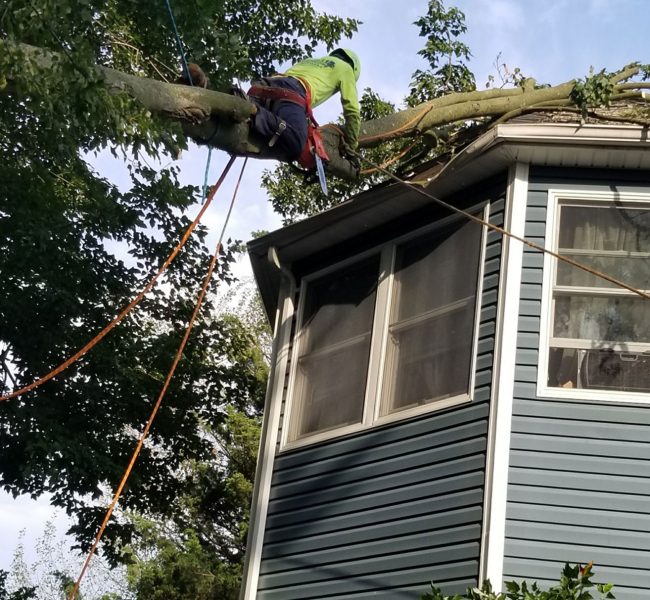 Landscape in NY | Tree Service in NY | Jirehny.com